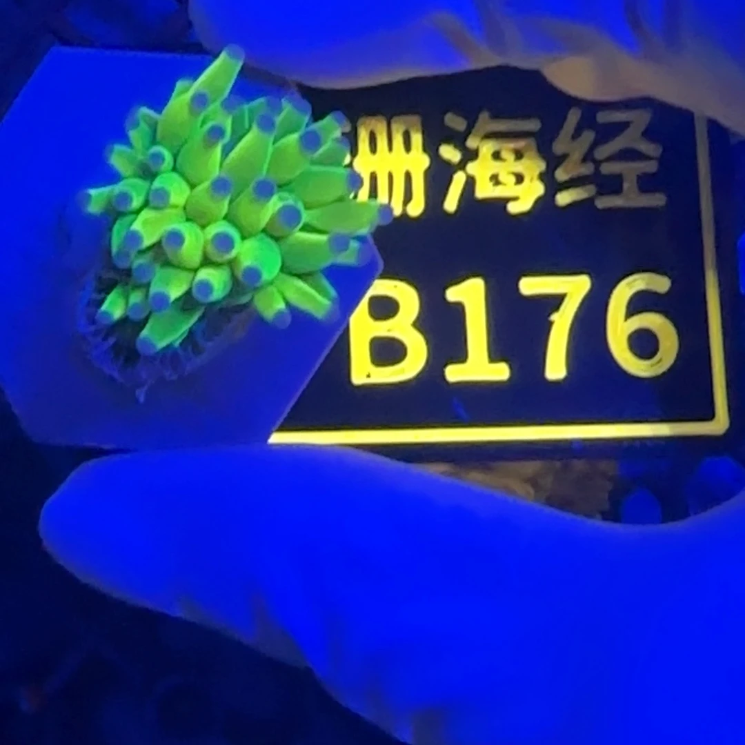 纽扣珊瑚圆*率又又不包邮骨伤圣杯B176