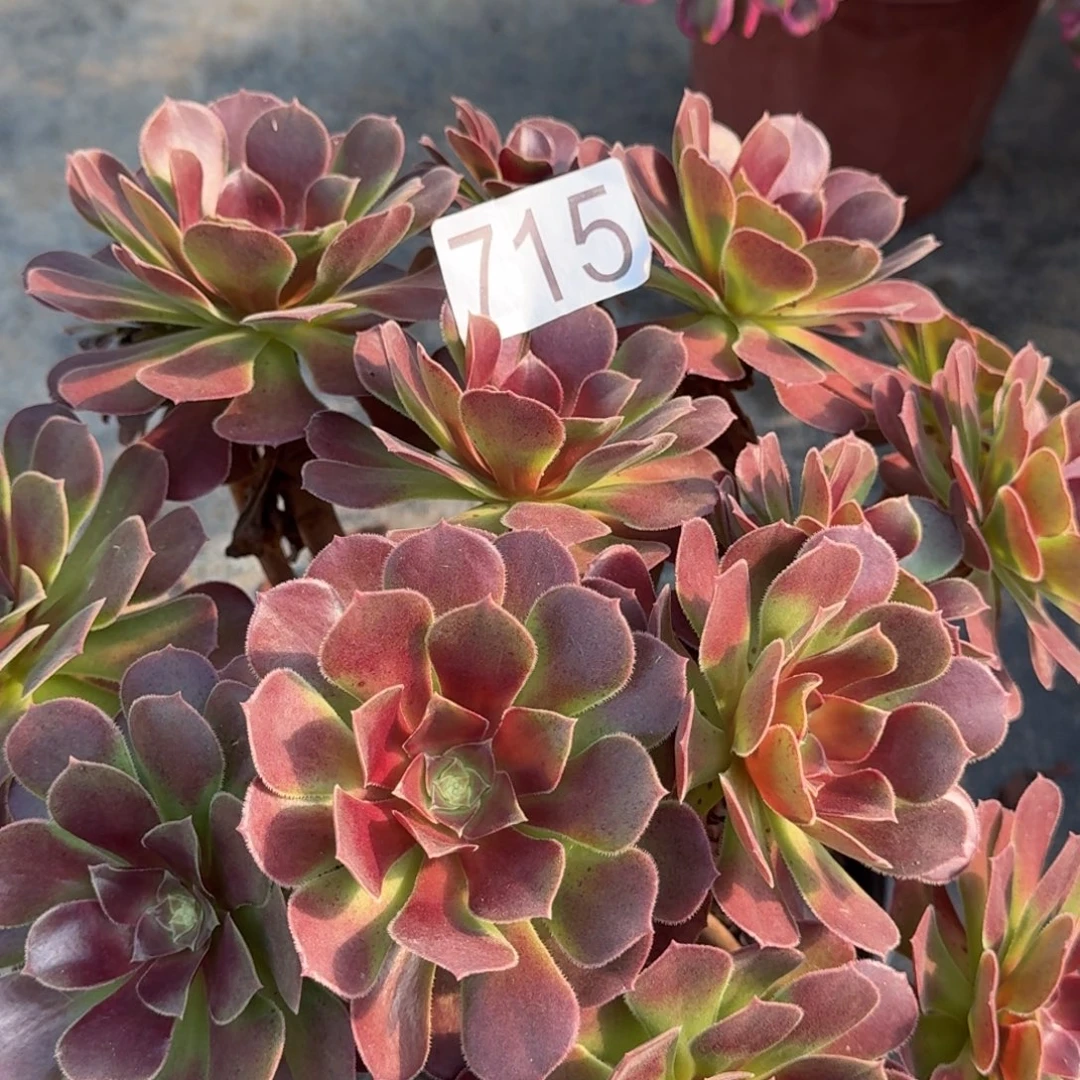 0000000000715荷兰玫瑰