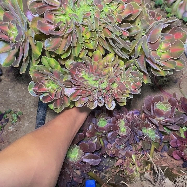 多肉植物保护研究所