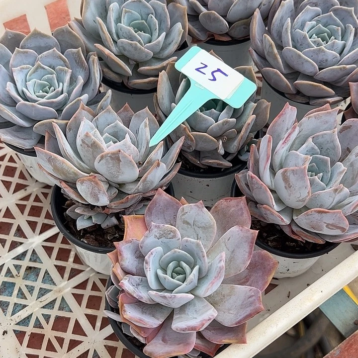 小***量25一筐多肉植物脱土