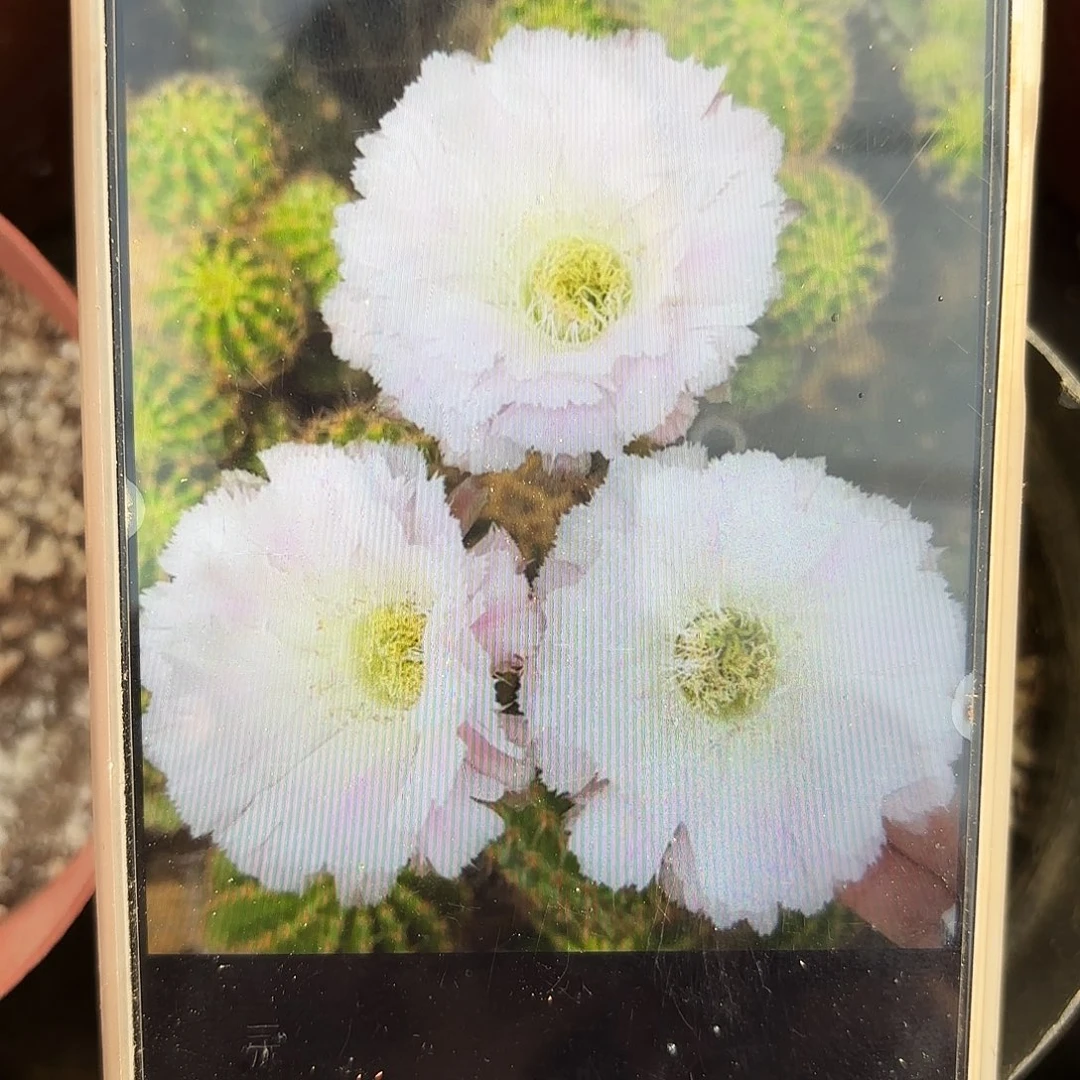 冰可可彩带根仙人球小小小