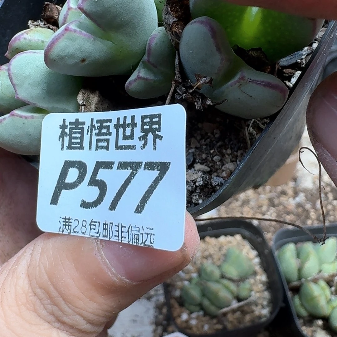 多肉植物的润泽发