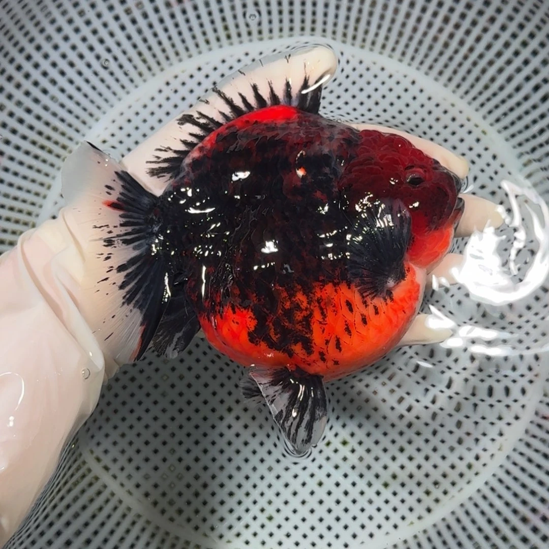 金鱼精品高货金鱼