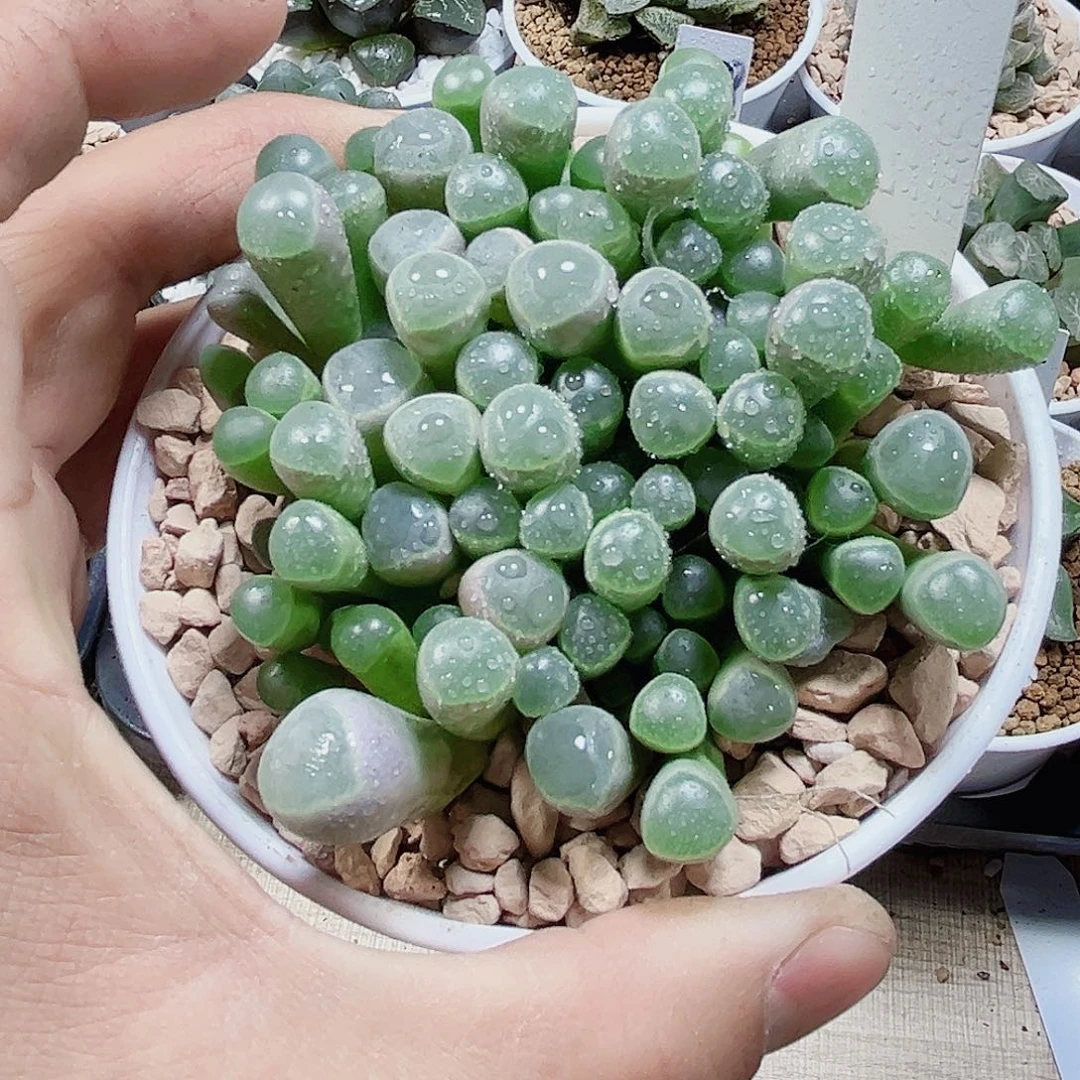 五十铃玉新手好养