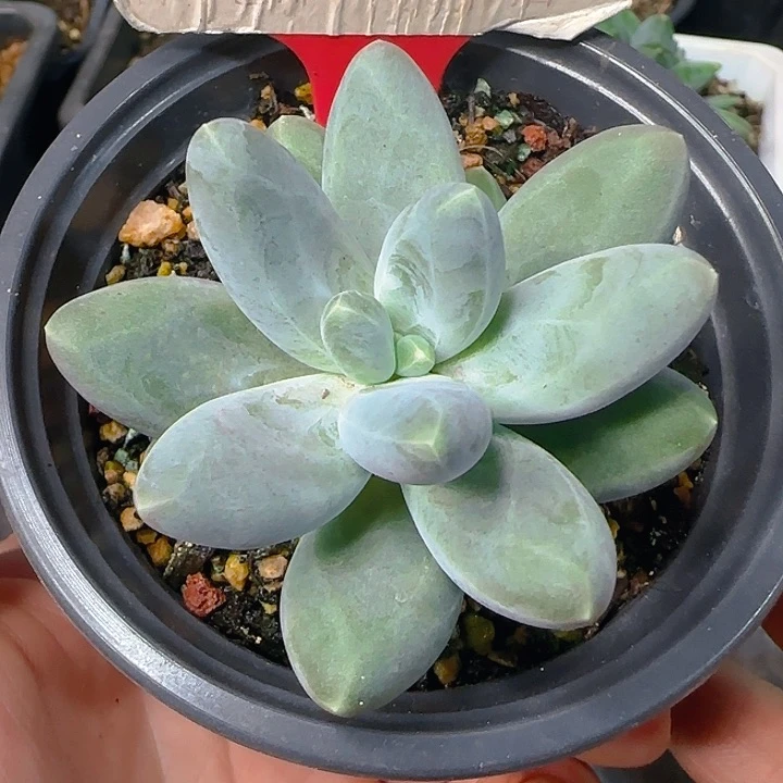 胖叶美人610多肉植物