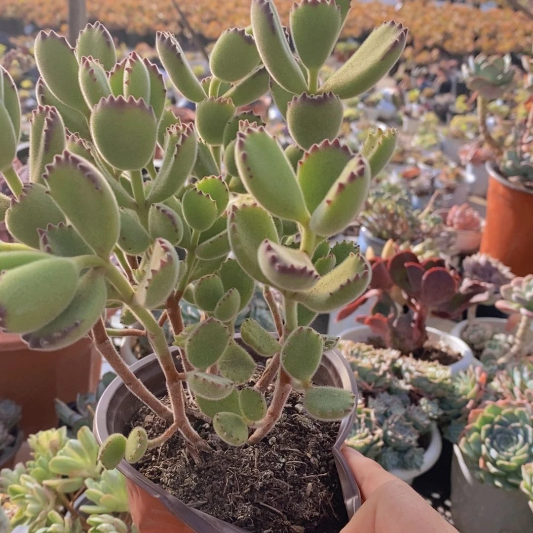 熊童子整桩整群老桩