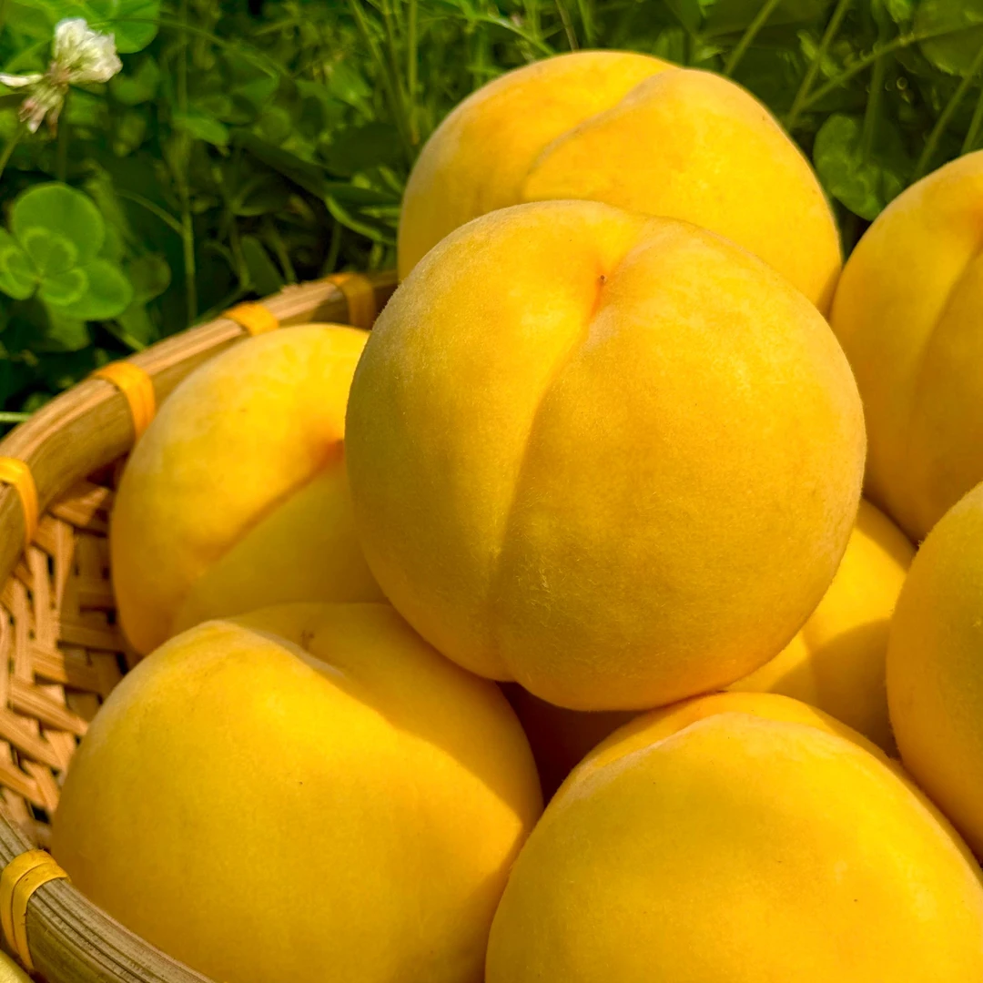 【京东发货】锦绣黄桃子脆甜浓甜浓香基地现摘现发批发水果夏季必选