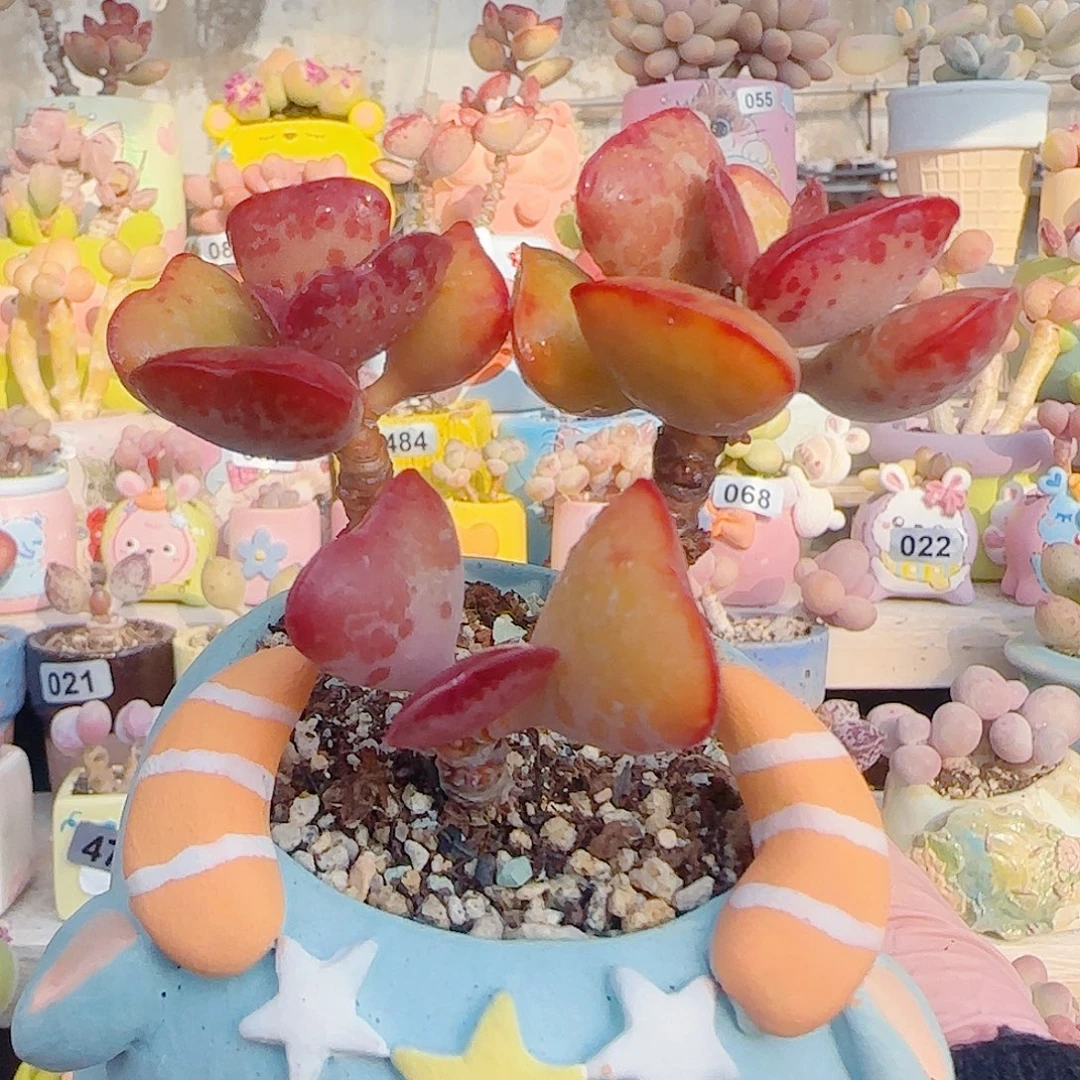 L 老桩爱心 盆口6cm