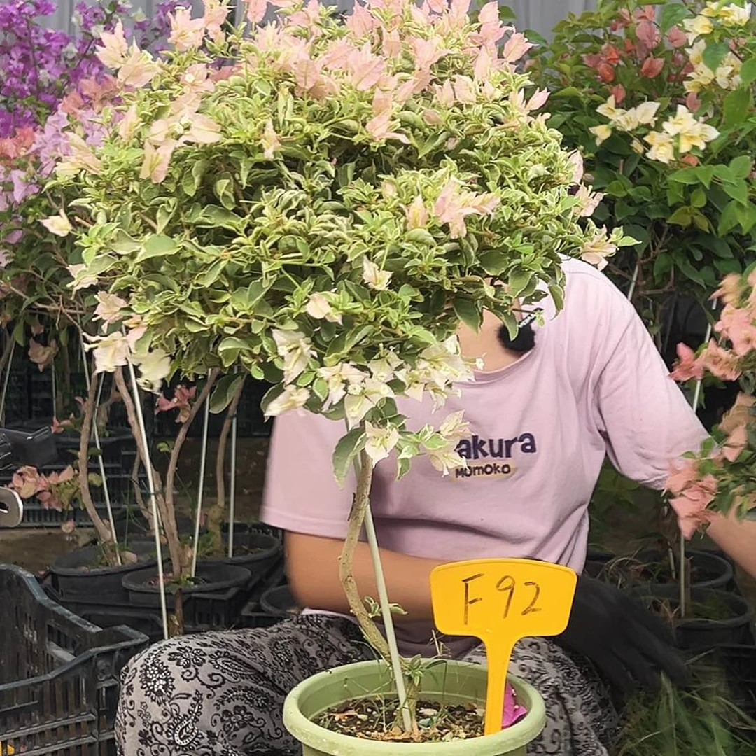 Y***U大部分花苞少量开放F92少女心