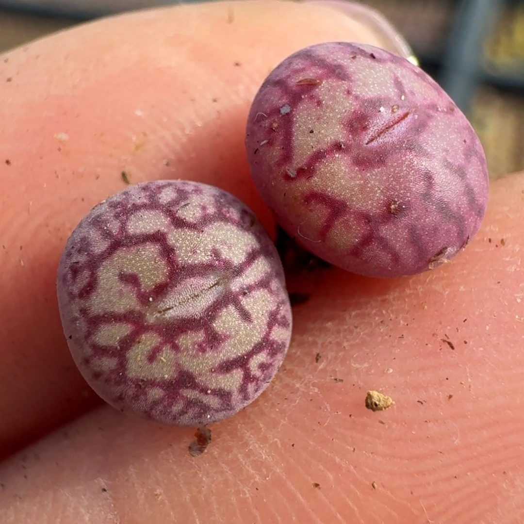 951两颗猴脸青姬000000