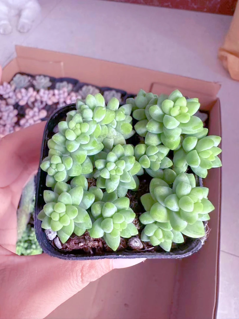 玉缀 多肉植物（满9.9元包邮发货）