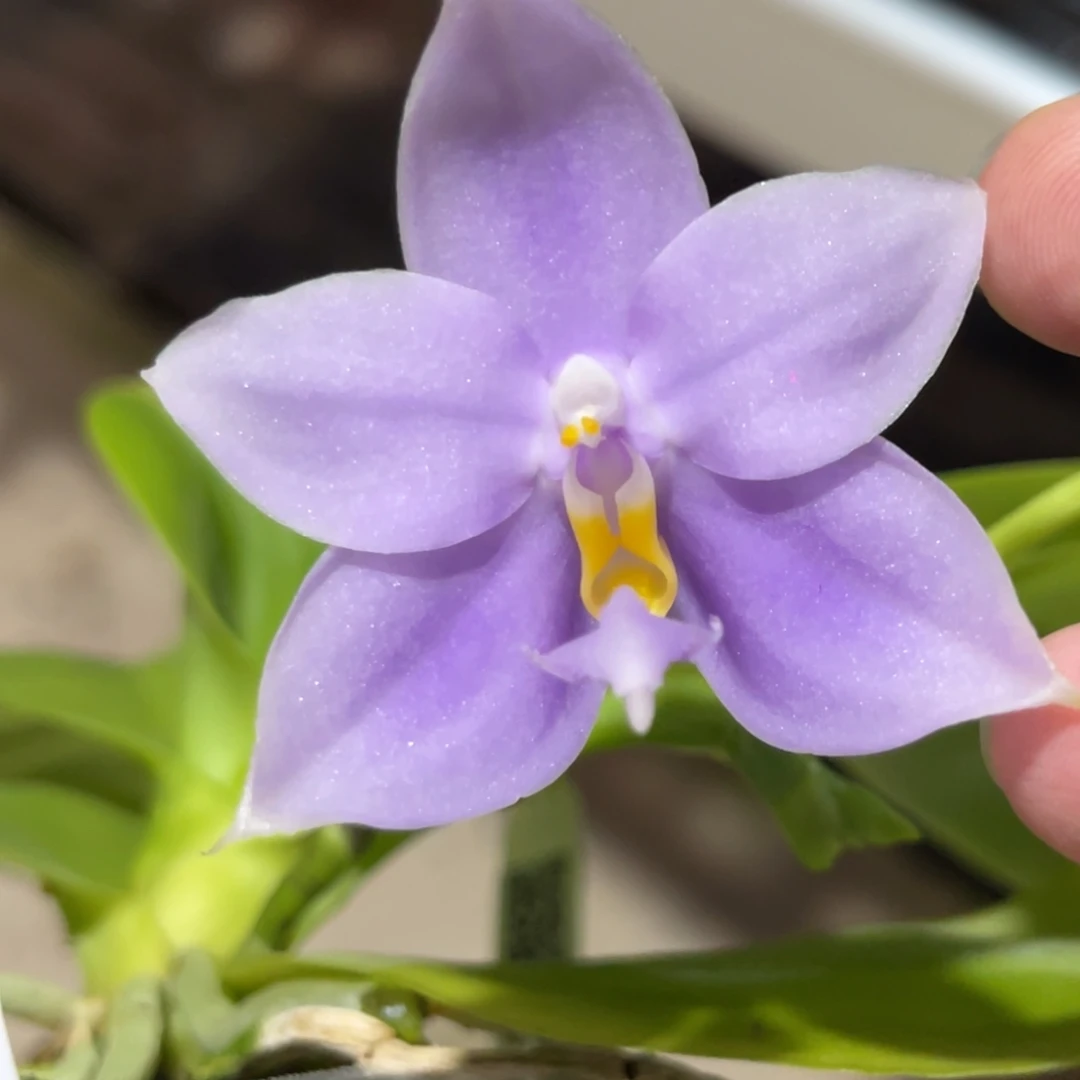 完全开放SWR22MC-1429