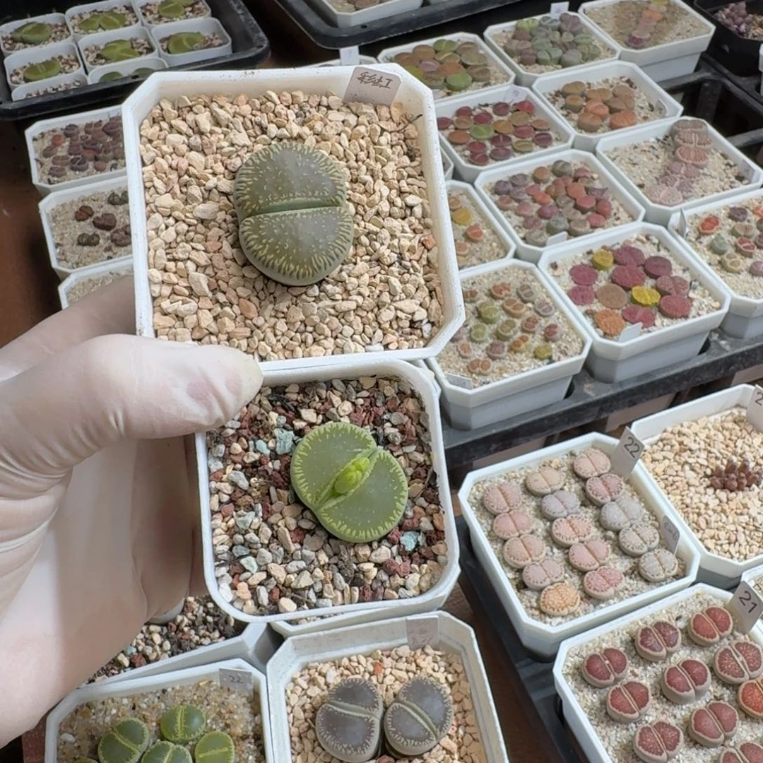 梁***瑟0921-069生石花花花花