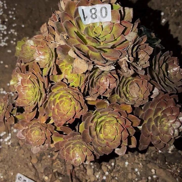 081男爵多肉植物不售后