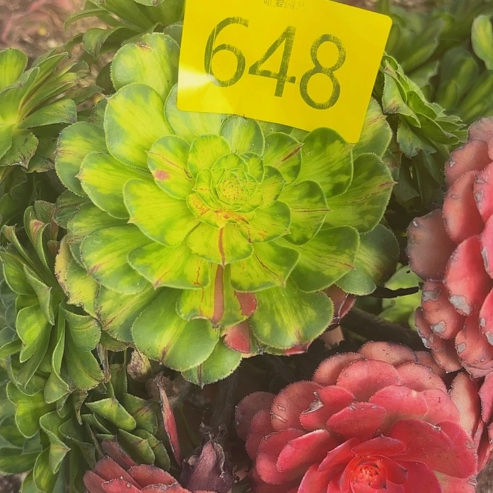 哈哈多肉葡萄福利648