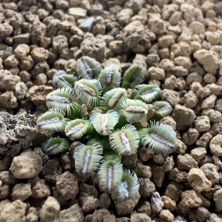 贝氏乳突实生仙人球