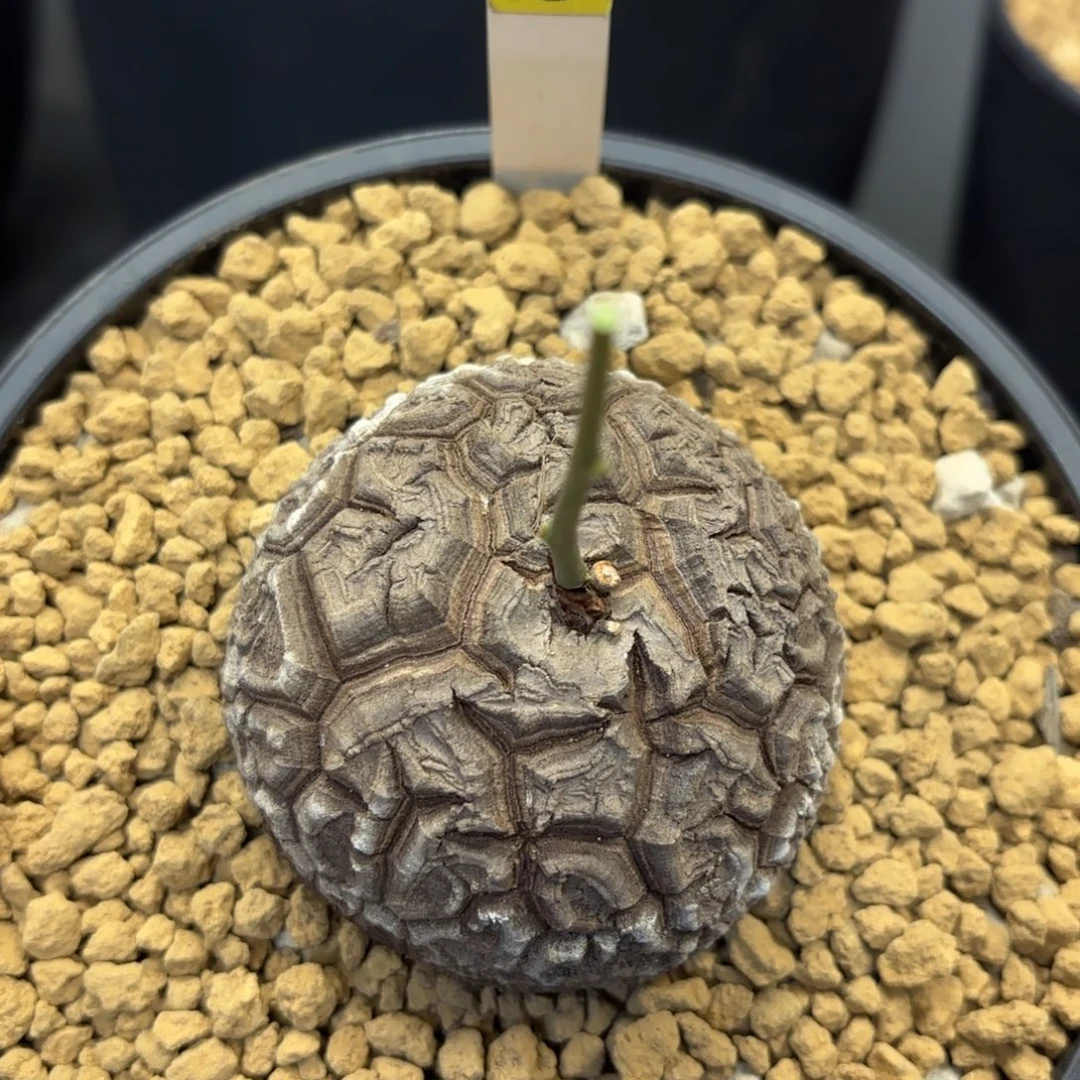 8号小精品龟甲龙不退不换