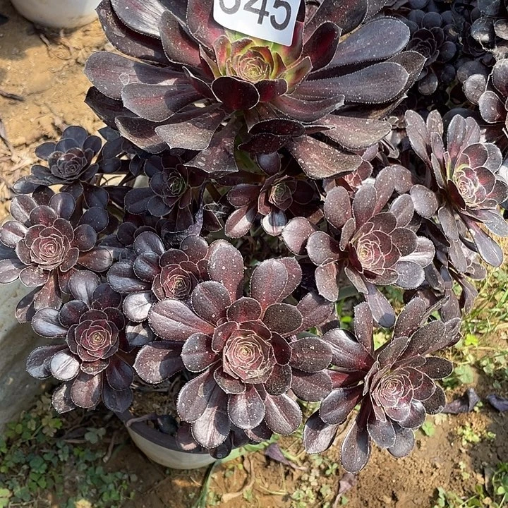 多肉植物法师345晚霞