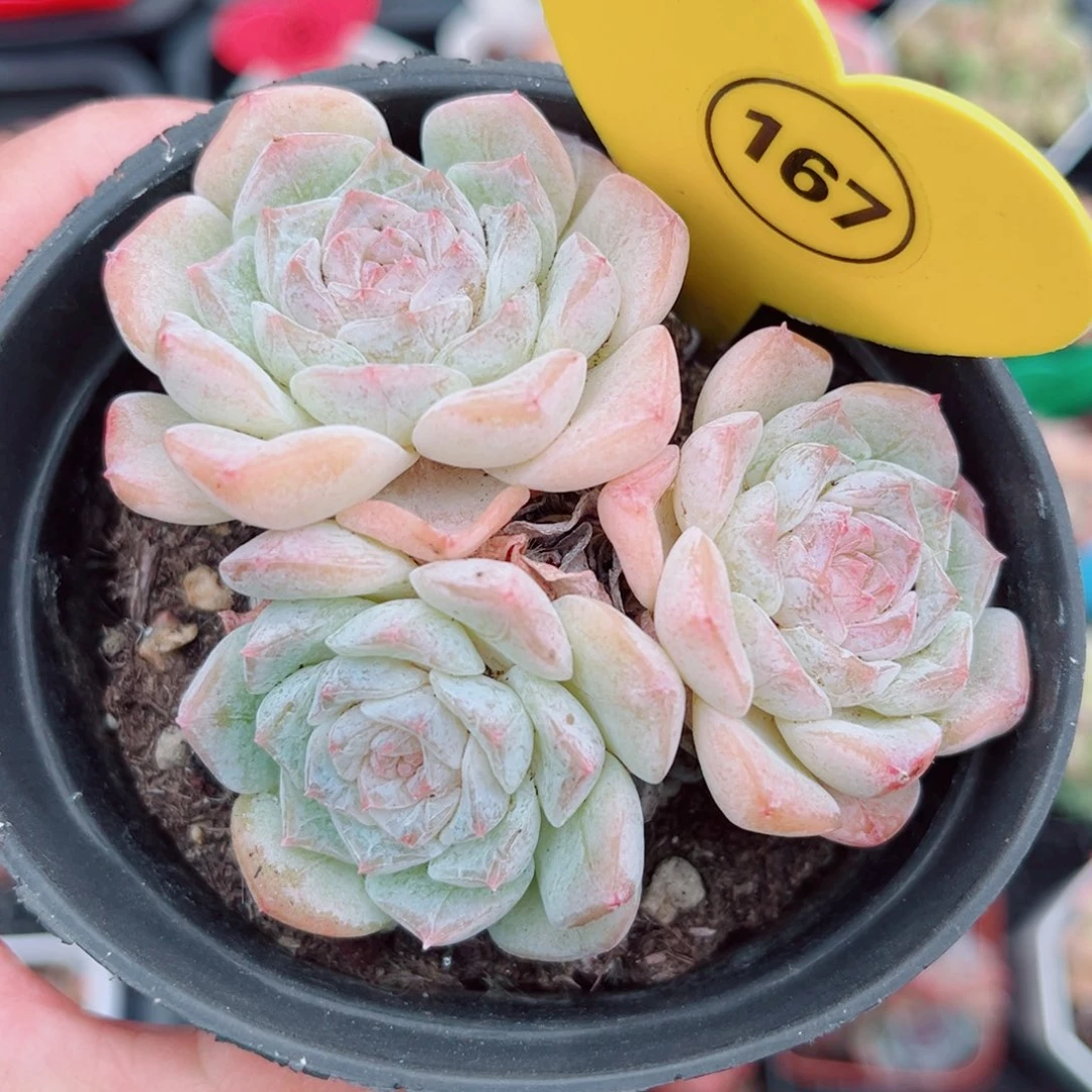 167号老桩玉凝群3头