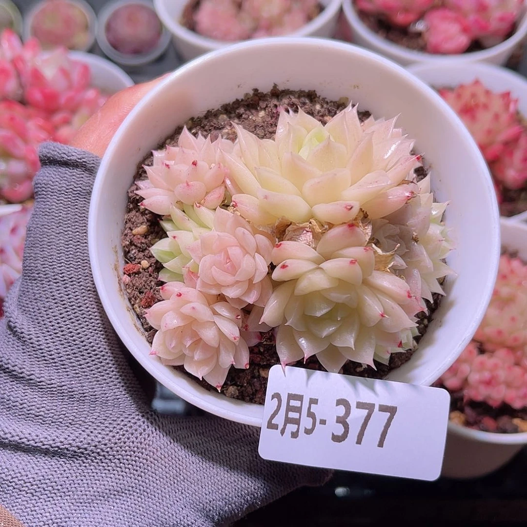 花05-377麦秆群生