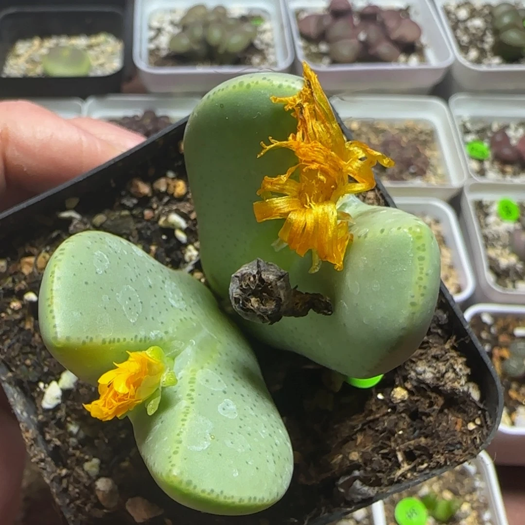 巨无霸多肉植物52