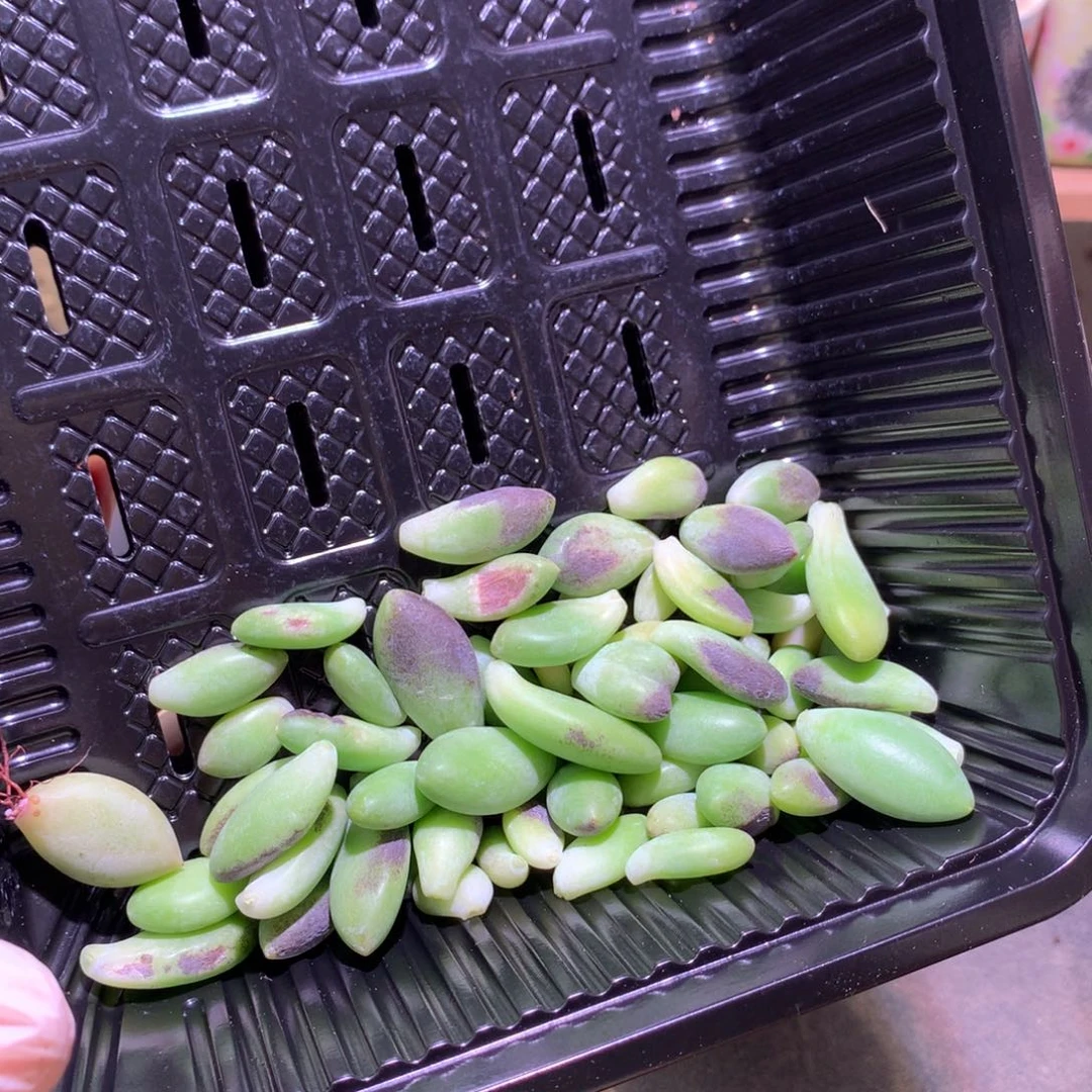 芒果奶酪多肉叶片芒果奶