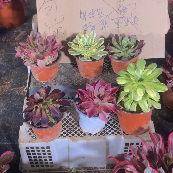 6颗多肉多肉植物