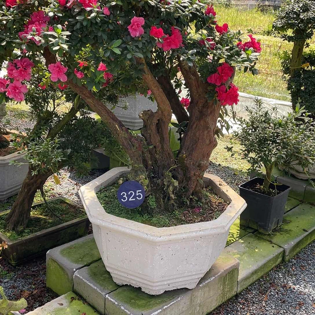 当前无花朵，栽培后可花朵行**水