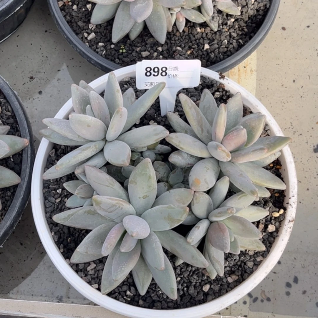 企鹅多肉植物群生898