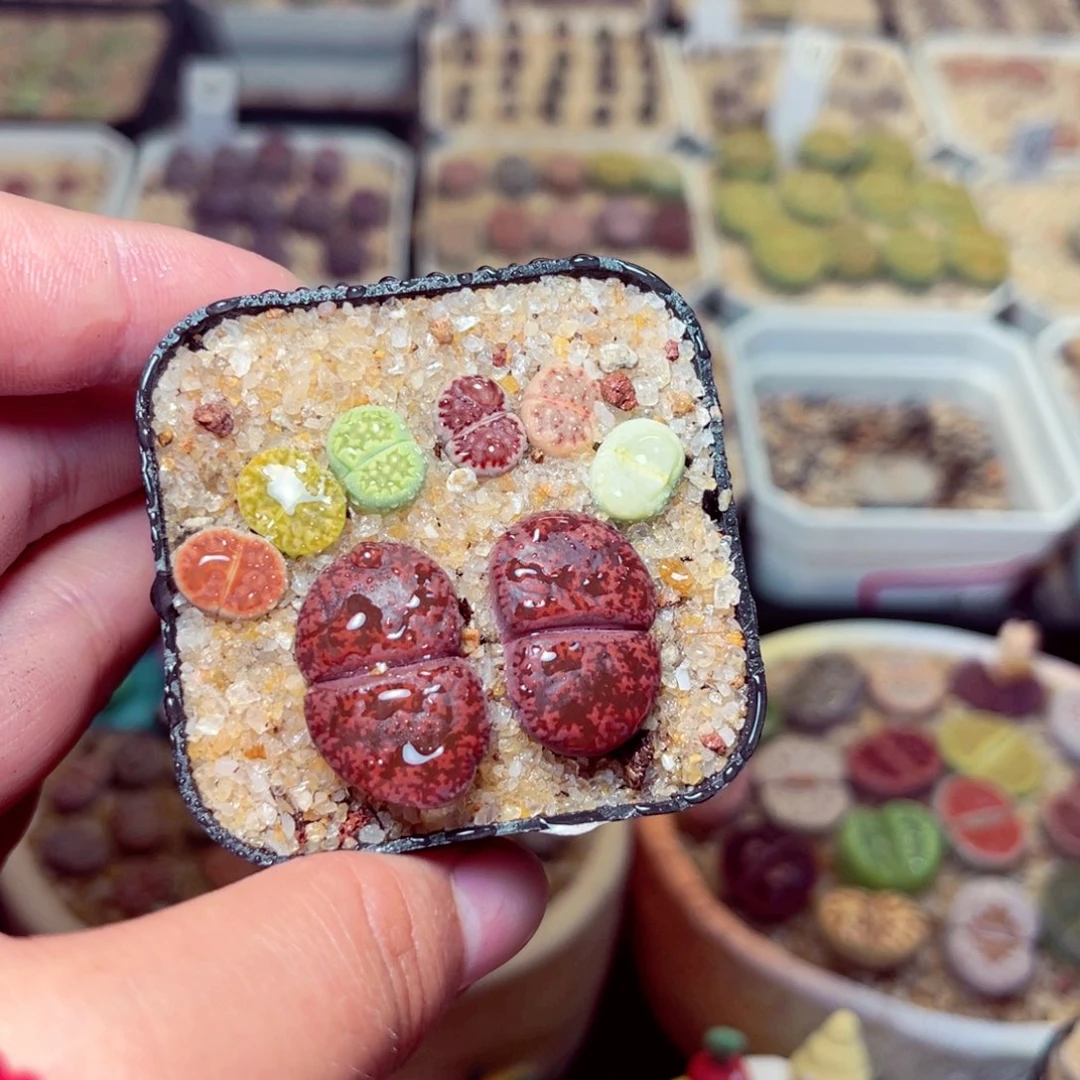 35号带盆包邮发货