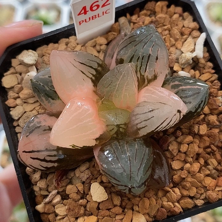 462玉潭寿锦一物一拍