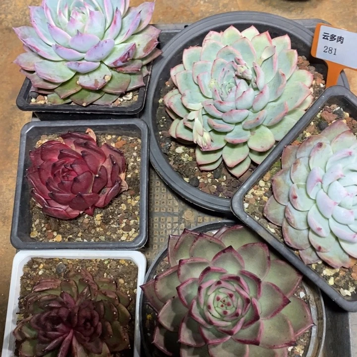 D281- 直播福利六颗