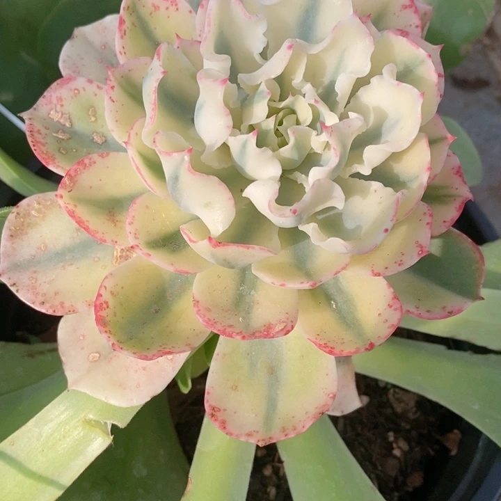 海啸锦群4复轮崽多肉锦