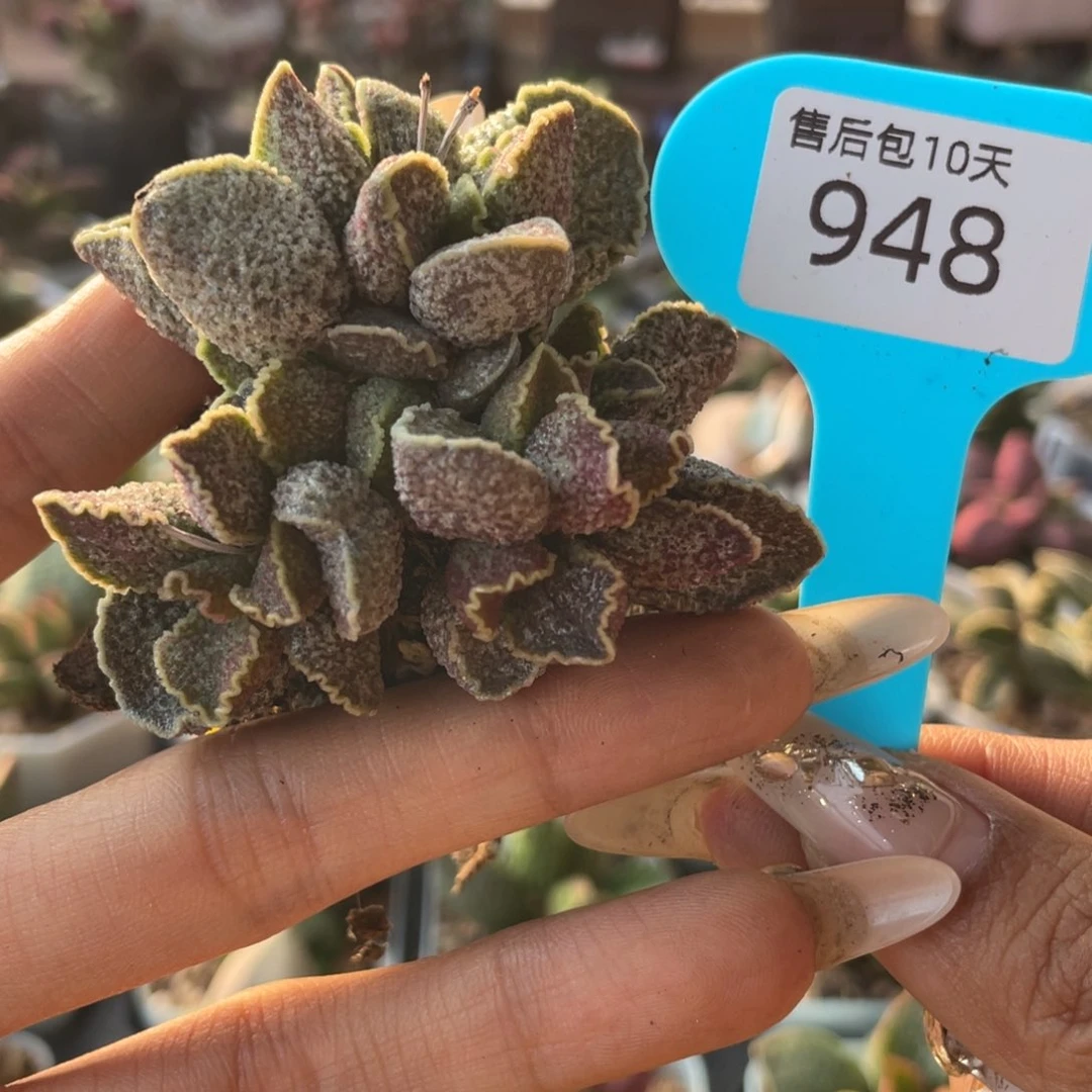 摩*?    紫罗兰。 948。