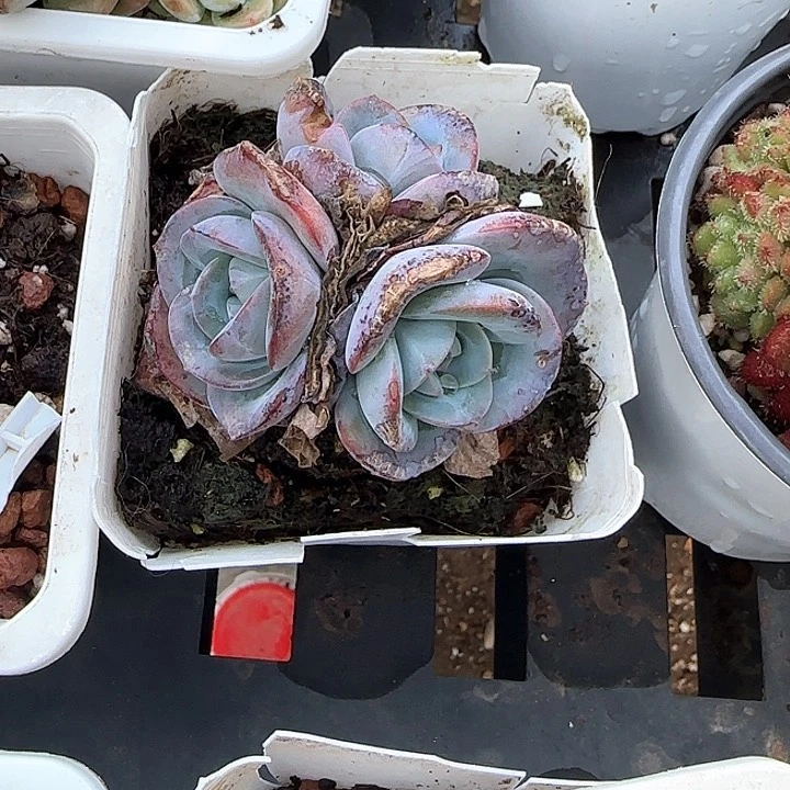 梧**语青蛙王子儿童牙膏11