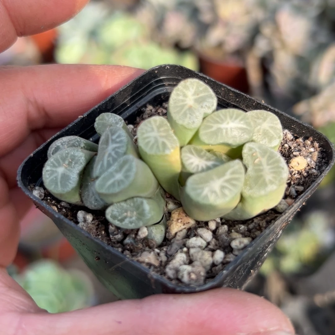 多肉植物多肉植物