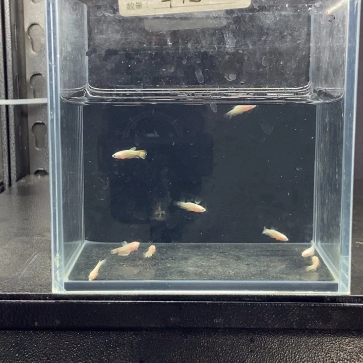 斗鱼包活不包损所见即所得610