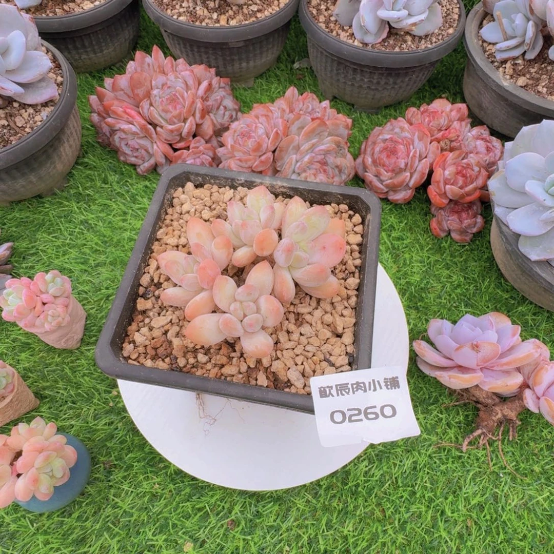 多肉植物香水小老桩0260