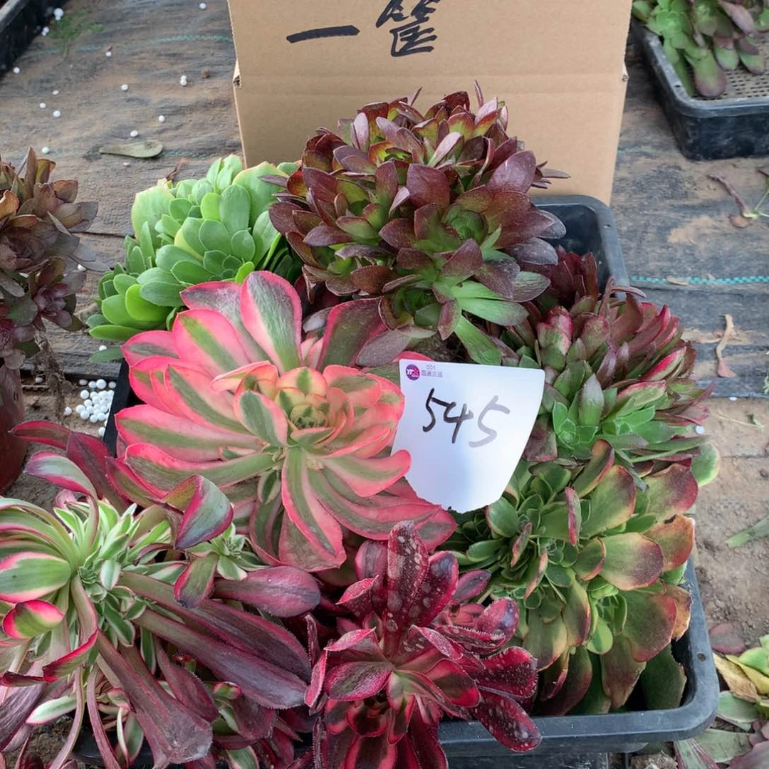 545多肉植物盆栽花卉