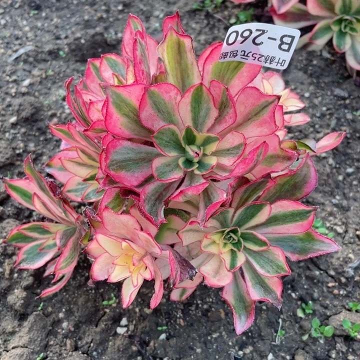 260魅影有砍多肉12345678