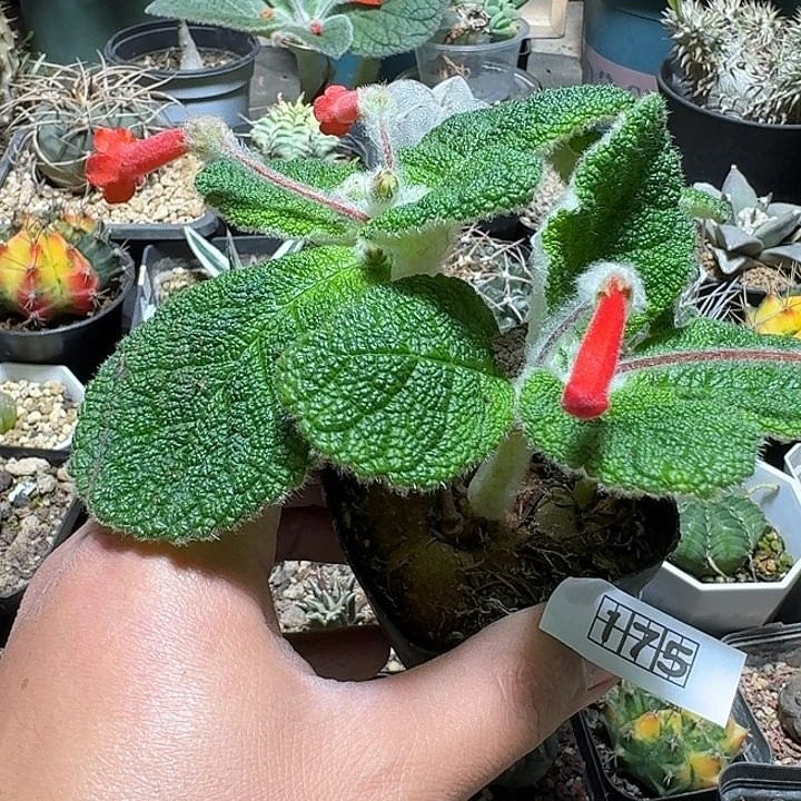 175断崖王子带盆发货啊