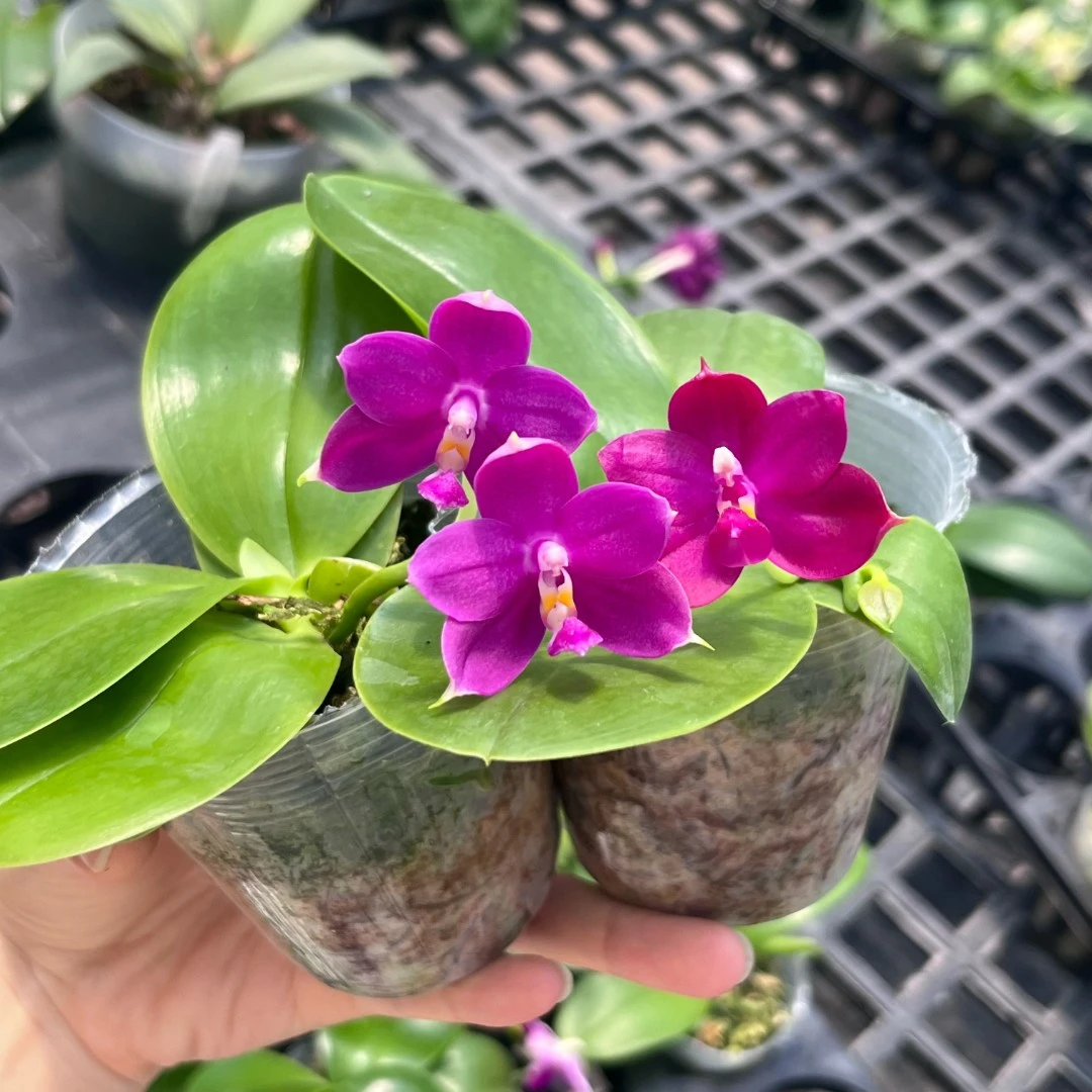 2.5寸 鱼鱼交印地狗-开花株 花期不保【未出根 叶瑕】 原生趣味兰