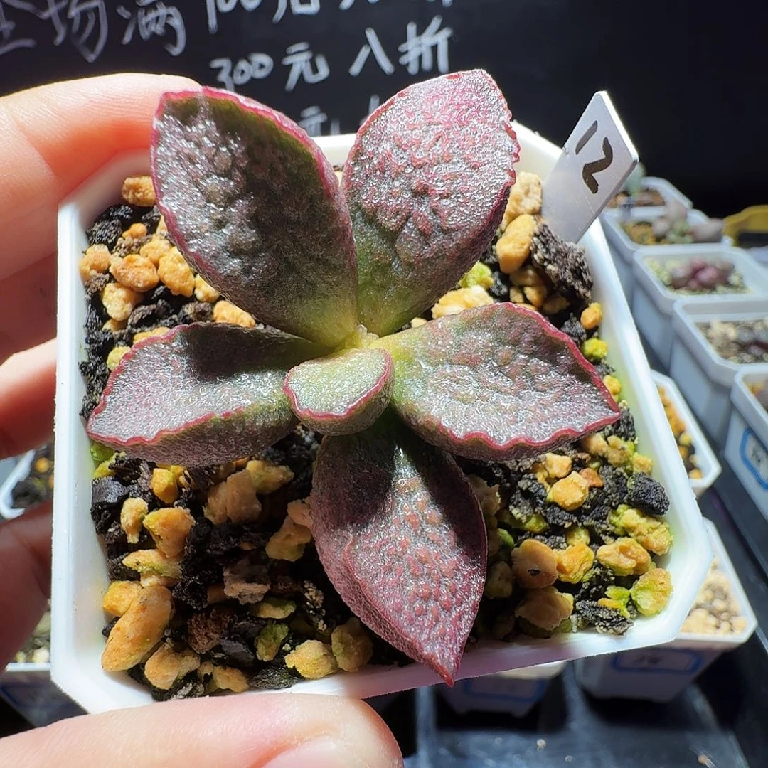 实生水泡，带盆发货，满38包邮，植物售出不退不换
