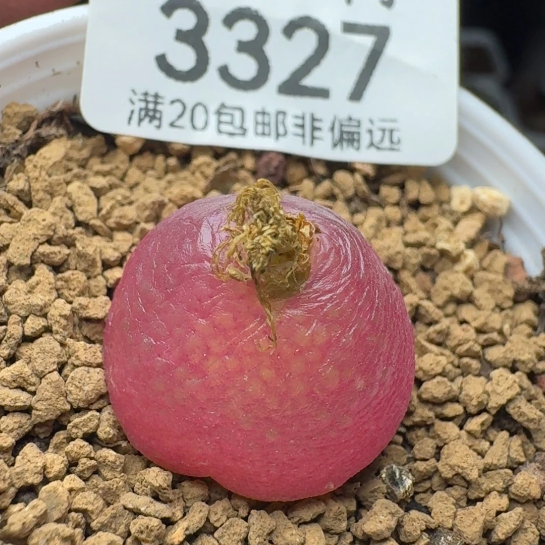 灯泡1.8带盆土。