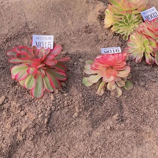 015  倾城016荔枝多肉植物