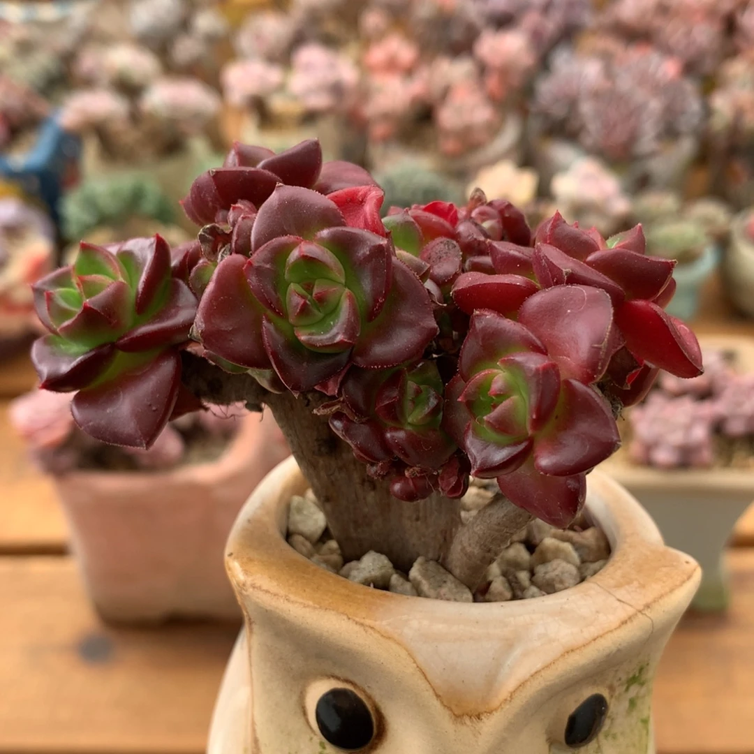 蒂亚缀一物一拍 005