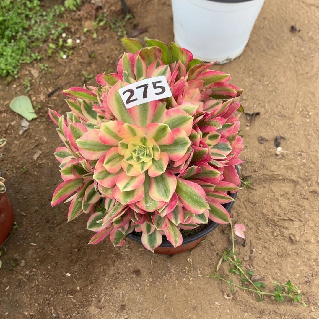 275粉女巫多肉不包损