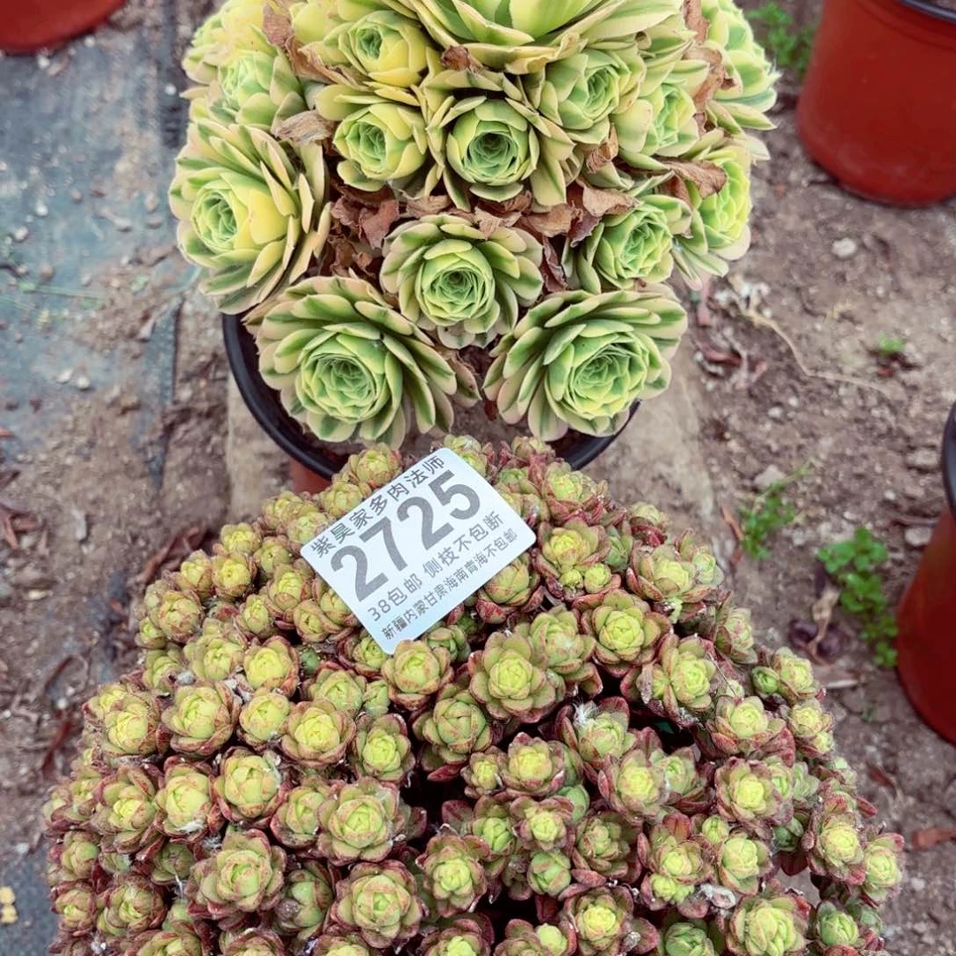 1棚法师000000002725两颗