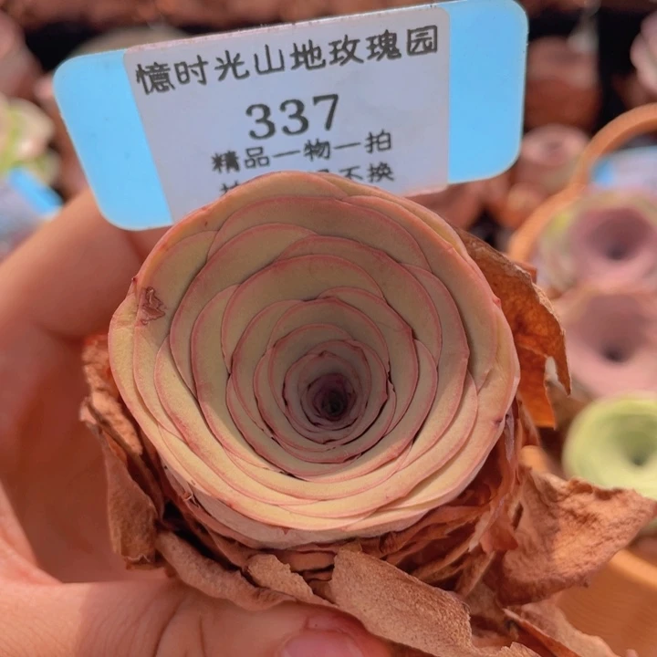 山地玫瑰337裸根发货不售后