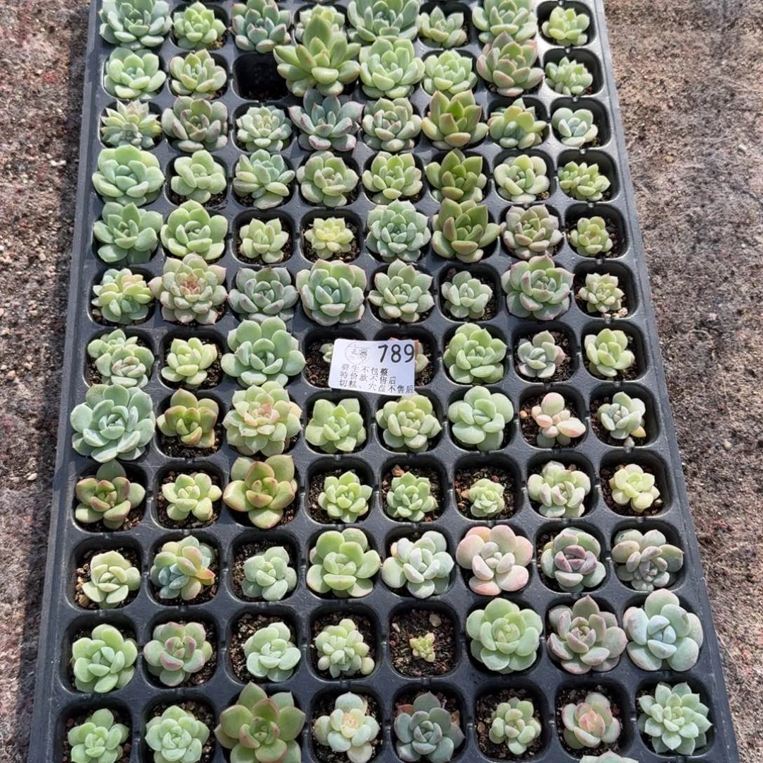 吾***荷如图789播种冰母混一盘不售后